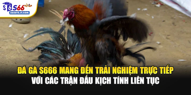 Đá gà S666 với các trận đấu kịch tính liên tục